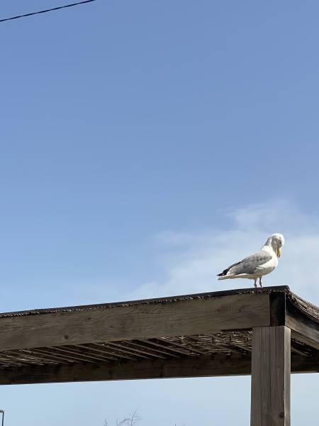 Balade en amoureux le long des canaux de Sète